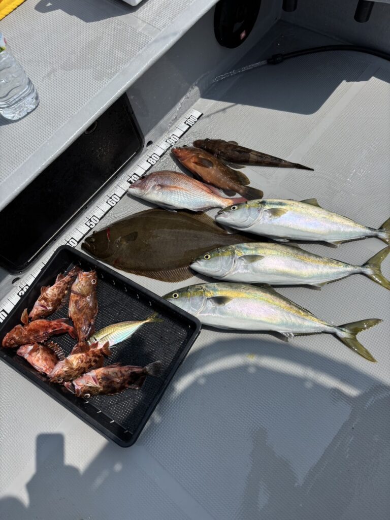 チャーター312 明石海峡 タイラバ、落とし込みサビキ