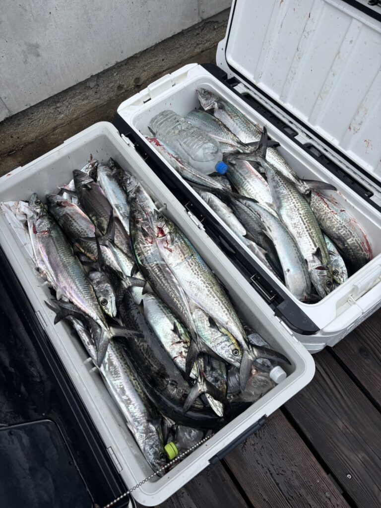 チャーター329 神戸港 サワラキャスティング