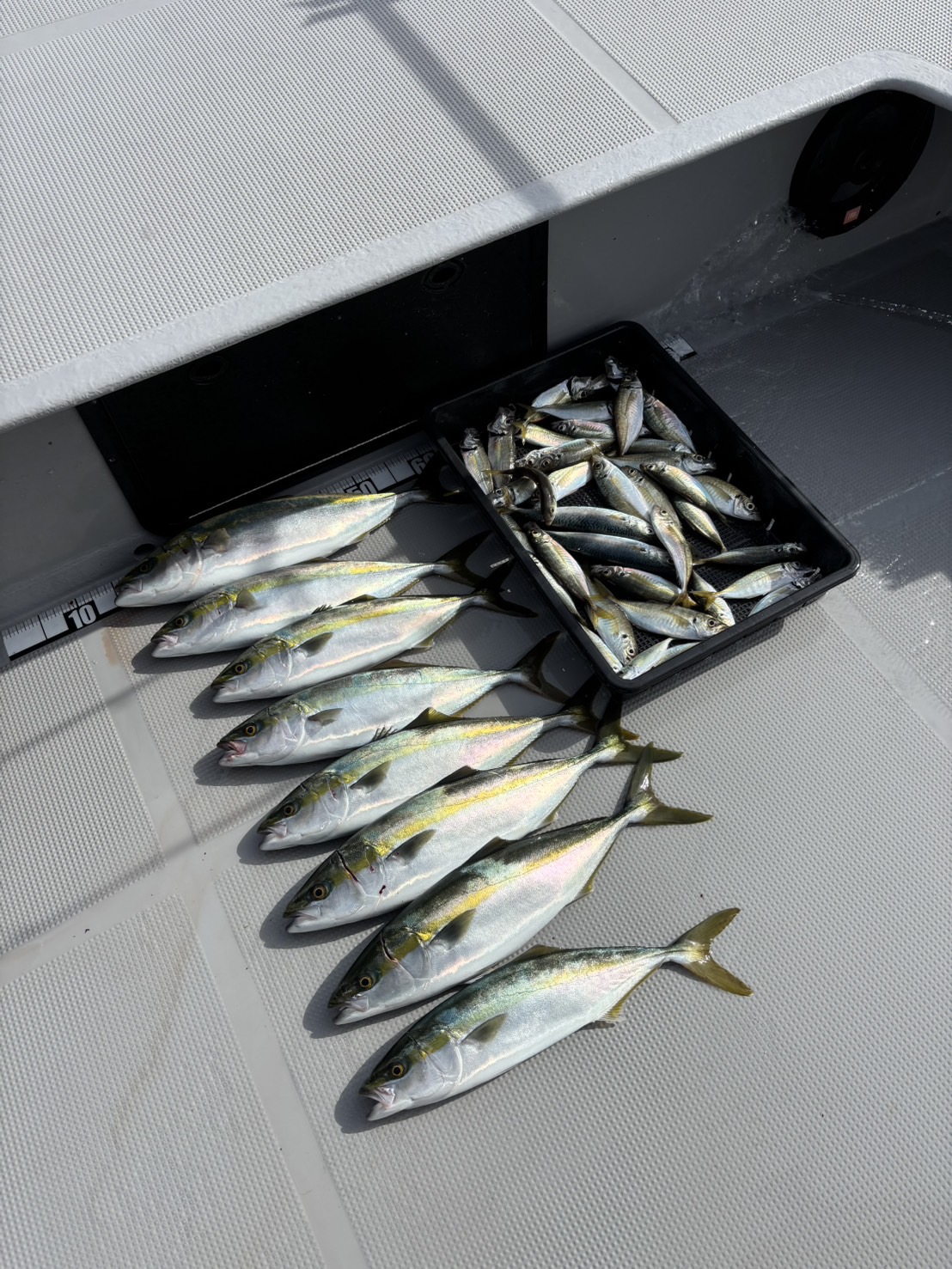 チャーター333 明石海峡 ノマセ釣り