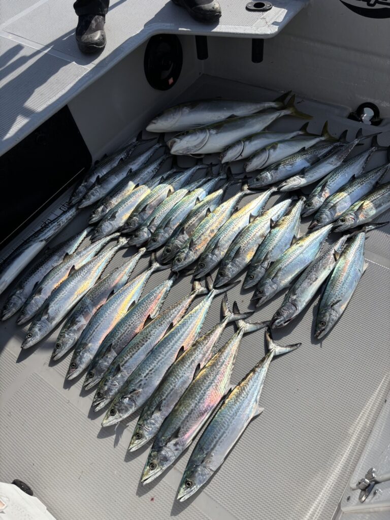 チャーター334 神戸港 サワラキャスティング