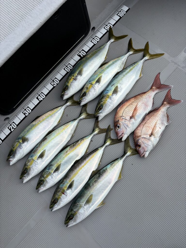 チャーター336 明石海峡 タイラバ ノマセ