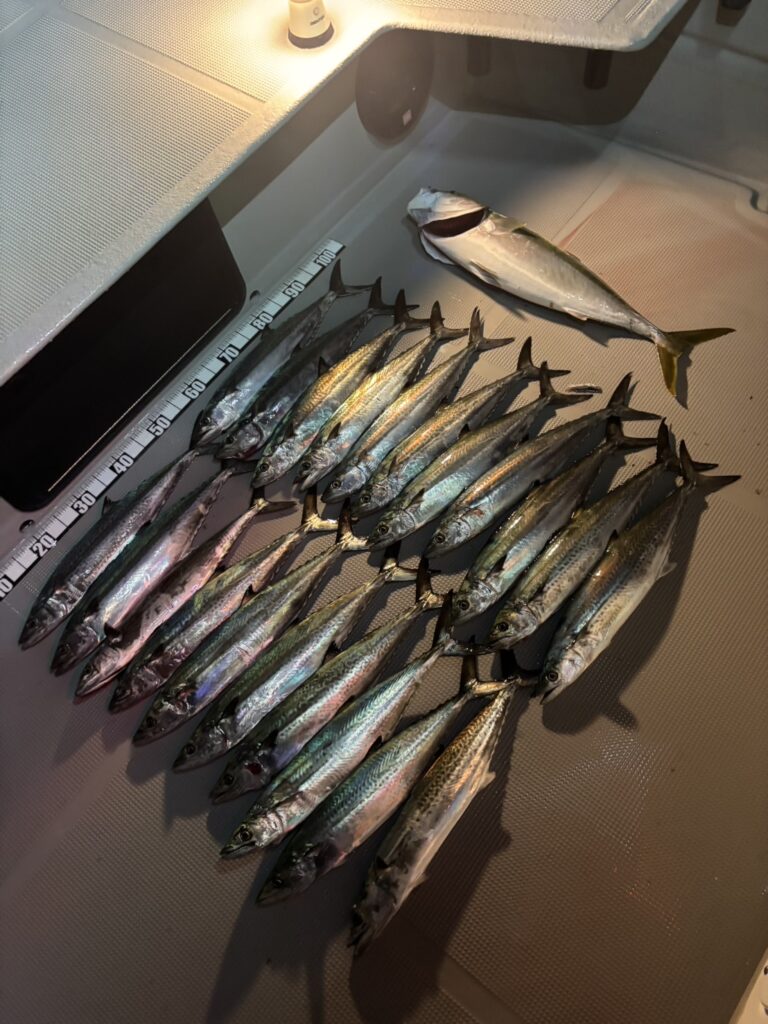 チャーター338 神戸港 サワラキャスティング