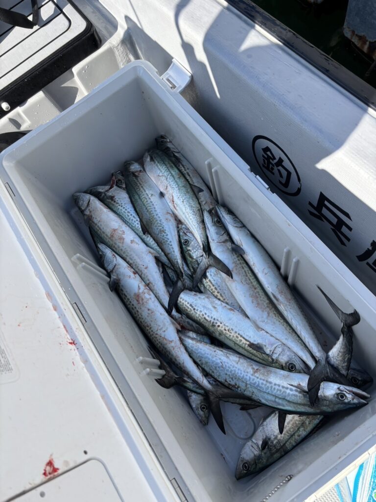 チャーター345 神戸港 サワラキャスティング