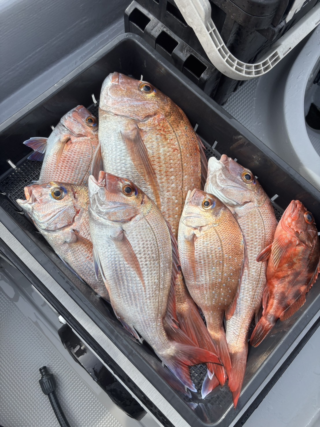 チャーター346 明石海峡 タイラバ