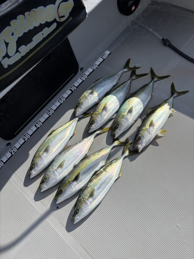 チャーター348 明石海峡 ジギング