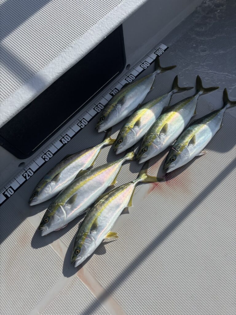 チャーター349 明石海峡 ジギング