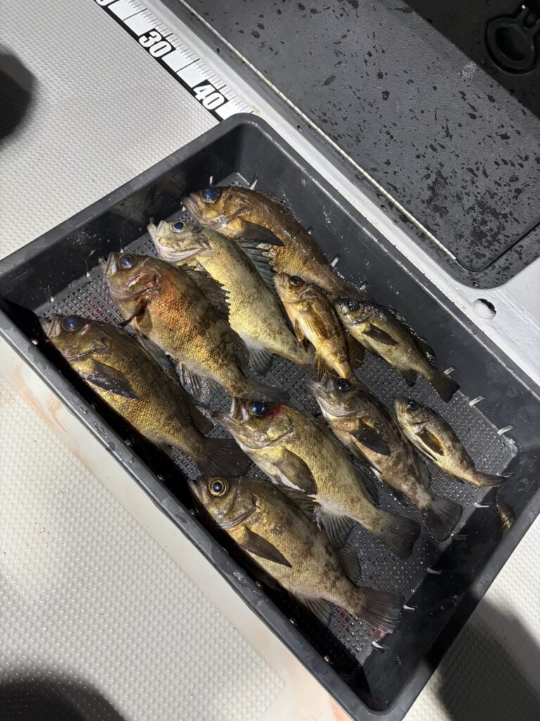 チャーター353 神戸港 メバリング