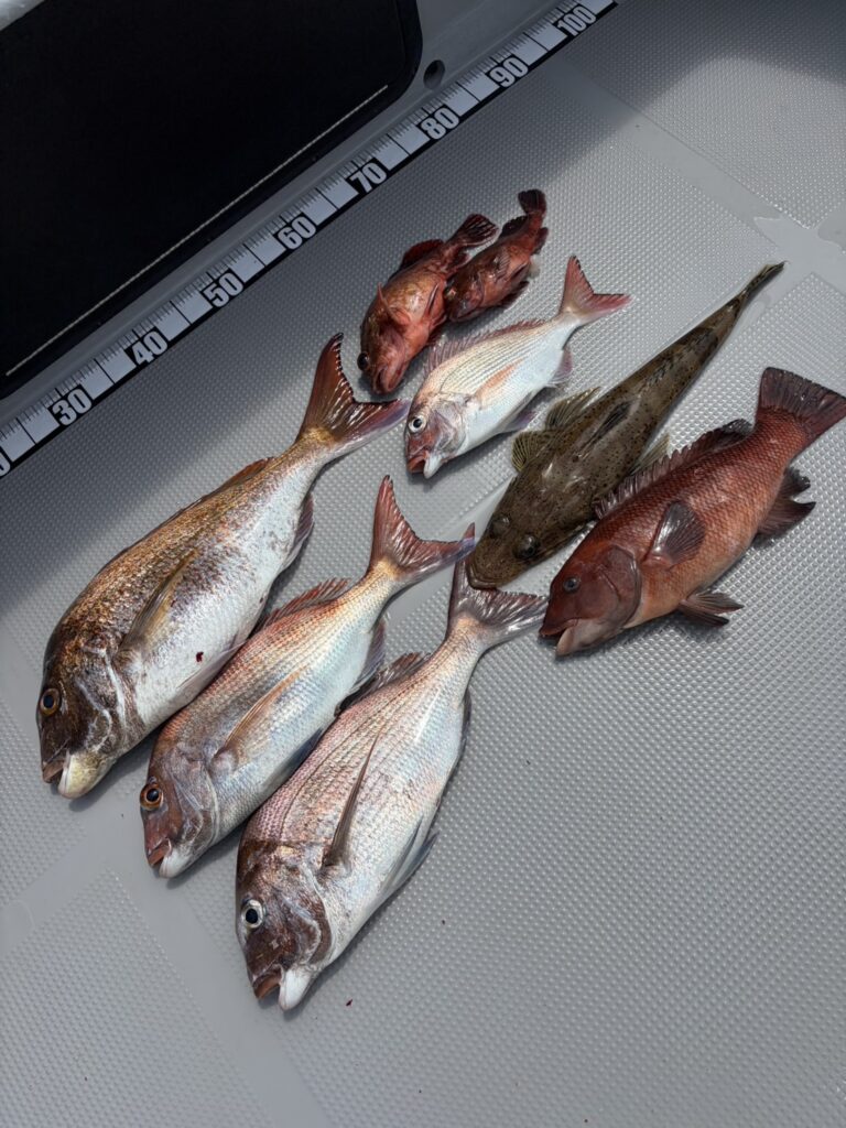 チャーター355明石海峡 タイラバ