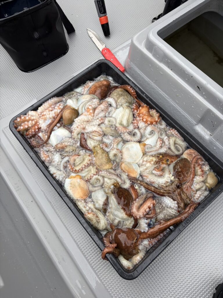 チャーター370 明石海峡 タコ