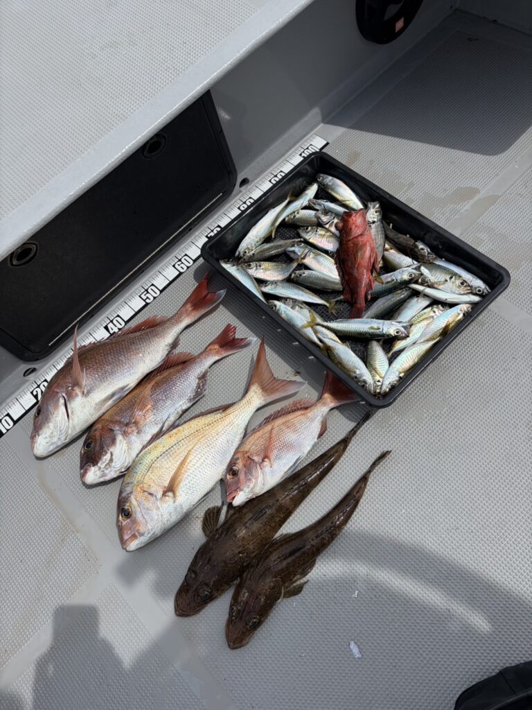 チャーター386 明石海峡 アジサビキ タイラバ