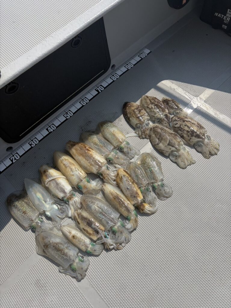 チャーター398 ティップラン 明石海峡